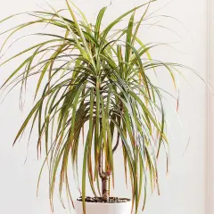 Dracaena marginata, planta de interior con hojas largas y verdes con bordes rojizos. Sus cuidados son sencillos para un hogar luminoso.