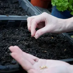 Mains semant des graines de persil dans un terreau. C'est le moment idéal pour savoir quand semer le persil et commencer votre potager.