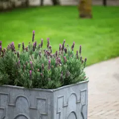 Piękna lawenda w kwadratowej donicy, idealnie oddaje moment, kiedy kwitnie lawenda.
