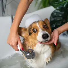 Kąpiel corgi z pianą na głowie. Zastanawiasz się, jaki szampon dla psa będzie najlepszy?