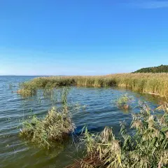 Spokojne słowińskie jezioro otoczone szuwarami. Woda lekko faluje, a niebo jest bezchmurne.