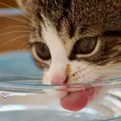 Ein Kätzchen mit grünen Augen leckt vorsichtig Wasser aus einer Schüssel. Die Katze trinkt nicht viel, aber sie versucht es.