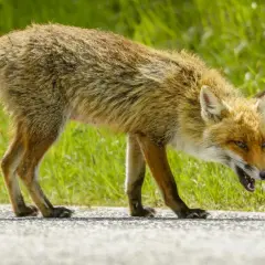 Lis z otwartym pyskiem, z zębami na wierzchu, wygląda jakby cierpiał na wściekliznę. Stoi na drodze, otoczony zieloną trawą.