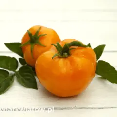 Dwa soczyste pomidory złote ożarowskie z zielonymi liśćmi na białym, drewnianym tle.