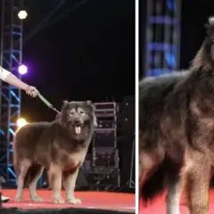 Mężczyzna prowadzi na smyczy olbrzymiego psa, który może być najdroższym psem świata. Pies ma gęste, ciemne futro i wygląda na bardzo potężnego.