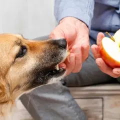 A dog eagerly takes a piece of apple from a person's hand, showing that dogs can eat apples as a healthy treat.