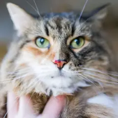 Gros plan sur un chat tigré aux yeux verts, le nez légèrement rougi, comme s'il avait eu un petit accident.