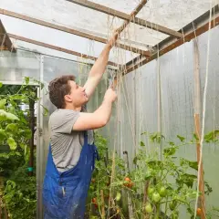 Mężczyzna w niebieskim ogrodniczkach przygotowuje sznurki do podwiązywania pomidorów w tunelu foliowym.