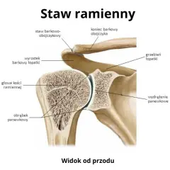 Anatomia stawu ramiennego: głowa kości ramiennej i panewka łopatki tworzą staw ramienny, a obojczyk łączy się z łopatką w stawie barkowo-obojczykowym.
