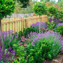 En vacker rabatt med lila lavendel som blommar frodigt. En trästaket ramar in trädgården där man kan plantera lavendel.