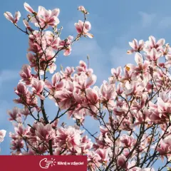 Kiedy kwitnie magnolia, jej różowe kwiaty rozkwitają na tle błękitnego nieba, zapowiadając wiosnę.