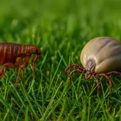 Una pulga y una garrapata, mostrando la diferencia entre ellas en la hierba.