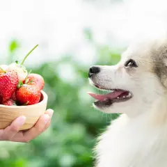 A fluffy dog looks curiously at a bowl of strawberries, wondering if dogs eat fruit.