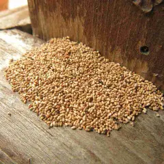 Cumulo di piccoli escrementi chiari su legno grezzo, segno di infestazione da termiti del legno.