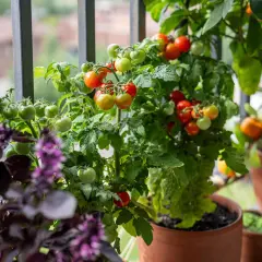 Tomatenpflanzen im Topf mit grünen und roten Früchten. Der beste Zeitpunkt, wann Tomaten pflanzen, ist im Frühling, damit sie im Sommer reifen.