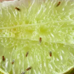 Dziwne małe muszki w domu znalazły ucztę na soczystej połówce limonki.