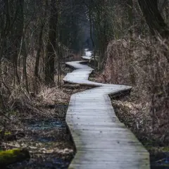Kręta kładka przez mokradła w Puszczy Kampinoskiej. Szlaki prowadzą przez gęsty, mroczny las.