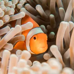 A clownfish peeks out from its anemone home. These aquarium photos capture the vibrant colors of marine life.