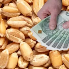 Cena pszenicy w skupie 2026: Ile zapłacą za Twoje ziarno?