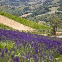 Un vasto lavandeto di Monteleone si estende su una collina, con vigneti e campi coltivati sullo sfondo.
