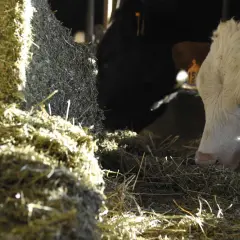 Mucca bianca e nera mangia il foraggio, cibo essenziale per il bestiame.