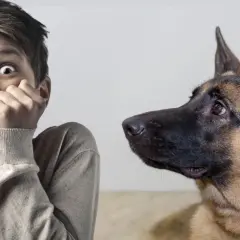 Un niño asustado mira a un perro. Aprende cómo quitar el miedo a un perro a las personas con paciencia y confianza.