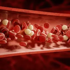 Czerwone krwinki i białe krwinki płyną w naczyniu krwionośnym. Średnio człowiek ma ok. 5 litrów krwi.