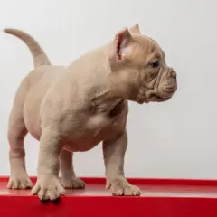 Uroczy szczeniak rasy american bully mini, o beżowym umaszczeniu, stoi na czerwonej powierzchni.