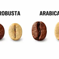 Dwa ziarna kawy: ciemniejsze Robusta i jaśniejsze Arabica, symbolizujące włoskie marki kawy.