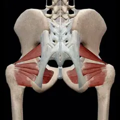 Anatomia funkcjonalna miednicy i stawów biodrowych, ukazująca mięśnie pośladkowe i zginacze bioder.