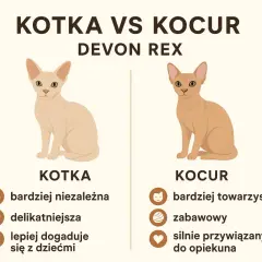 Ilustracja porównująca kotkę i kocura rasy Devon Rex, z ich cechami charakteru.