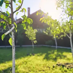 Młody sad owocowy w słońcu. Wiosna w ogrodzie, młode drzewka z zielonymi liśćmi.