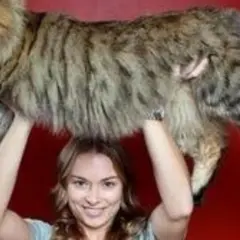 Cuánto mide un gato: medidas sorprendentes que debes conocer