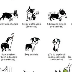 Ilustración de perros mostrando señales de calma y estrés. Cada dibujo representa una emoción canina, desde "Déjame tranquilo" hasta "Soy todo tuyo".