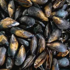 Montón de mejillones al vapor listos para ser disfrutados. Sus conchas oscuras y doradas brillan, prometiendo un sabor marino delicioso.