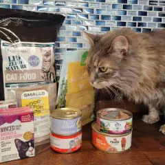 A fluffy cat inspects various cat food options, including wet and dry food, suggesting what to feed a cat with pancreatitis.