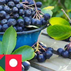 Pełne ciemnych owoców aronii w niebieskiej misce. Idealny czas, kiedy zbierać aronie, to jesień, gdy są dojrzałe i pełne witamin.