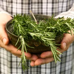 Frische Zweige für den Rosmarin ernten. Hände halten eine Schale mit duftendem Rosmarin.