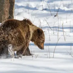Miś w śniegu, przygotowuje się do hibernacji. Co to hibernacja? To zimowy sen zwierząt.