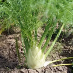 Una pianta di finocchio con bulbo bianco e foglie verdi piumose cresce nel terreno.