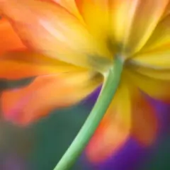 Abstract view of a vibrant orange and yellow flower, showing its underside and stem. A beautiful example of how to photograph flowers with soft focus and color.