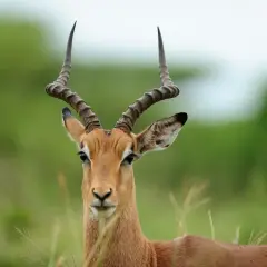 Un impala de pelaje rojizo, con cuernos en espiral, mira fijamente. El fondo es un verde borroso de vegetación.