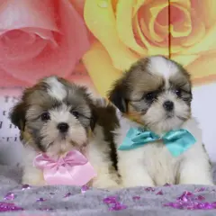 Dos adorables cachorros shih tzu, uno con un lazo rosa y otro con uno turquesa, posan sobre un fondo floral.