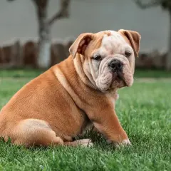 Uroczy buldog angielski siedzi na trawie. To jeszcze szczeniak, więc jego czas bycia małym psem jest cenny.