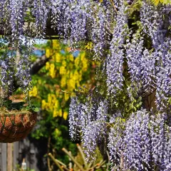 Cascate di glicine viola adornano un balcone in pieno sole, con un cesto appeso e un giallo acceso sullo sfondo.