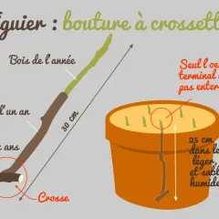 Illustration montrant comment préparer une bouture de figuier à crossette. La bouture de 30 cm est plantée dans un pot avec un mélange léger, terreau et sable humide.