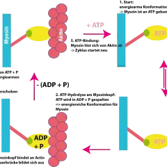 Schema der Gleittheorie der Muskelkontraktion: Myosin bindet an Aktin, löst sich mit ATP, bildet Querbrücken und verschiebt das Filament.