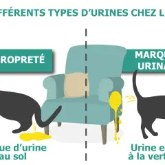 Un chat noir fait une flaque d'urine au sol, à côté de lui une goutte de sang par terre. L'image illustre les différents types d'urine chez le chat.