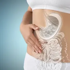 Vue du système digestif humain, montrant l'estomac et les intestins. Le temps de digestion est essentiel pour une bonne santé.