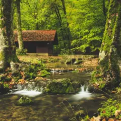 Domek w lesie, blisko strumienia. Odległość domu od lasu jest niewielka, otacza go bujna zieleń.